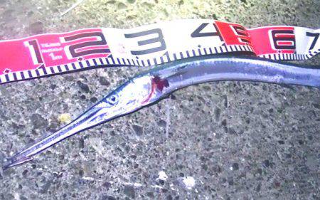 カマスの泳がせで、コウイカ、ダツ、アナゴが釣れました！